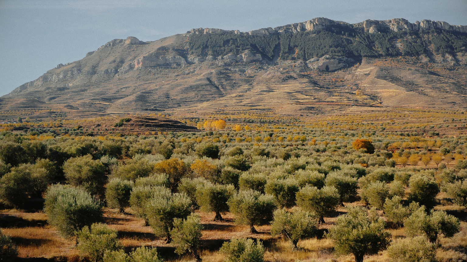 Olivar de Oleosandua, Navarra